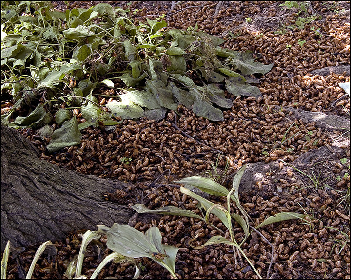 Cicada Shells