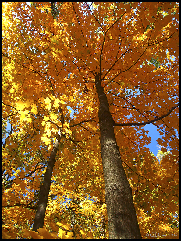 Golden Maple