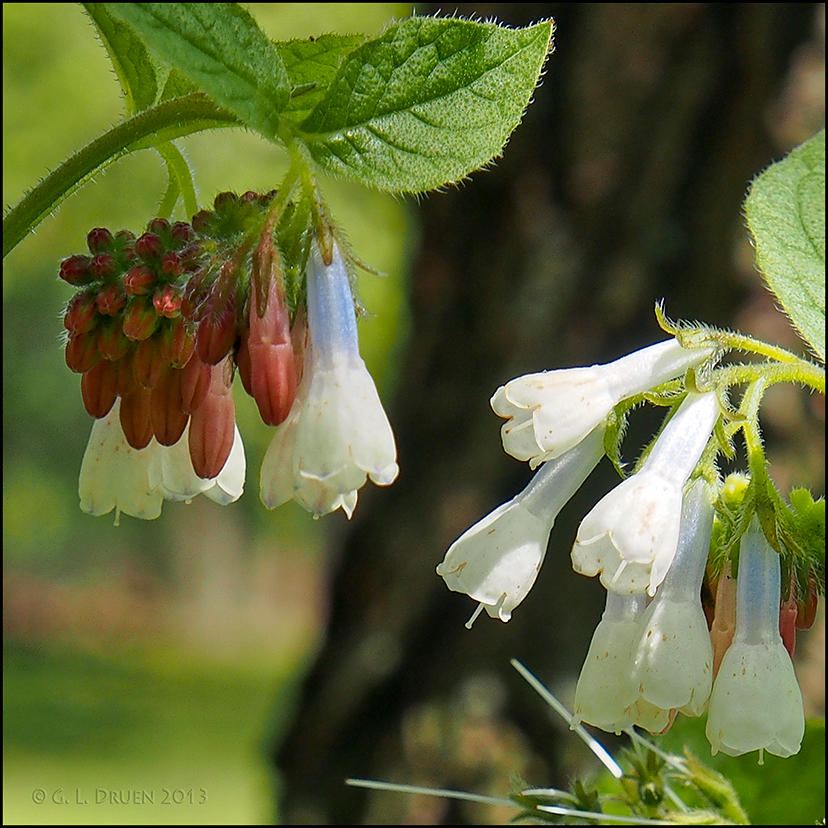 Comfrey 2013