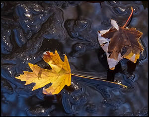 Leaves On Ice