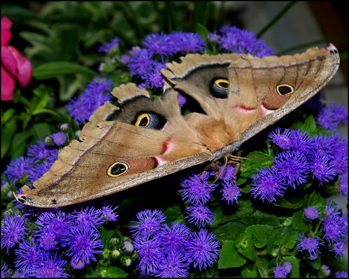 Big Beautiful Moth