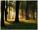 Through The Oaks by bamako