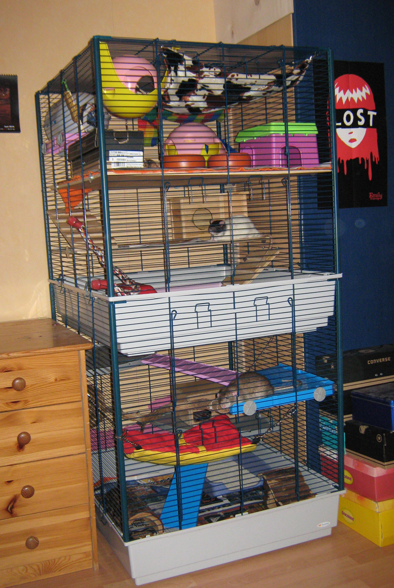 My Rat-Home v2