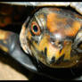 Creepy Turtle 2012