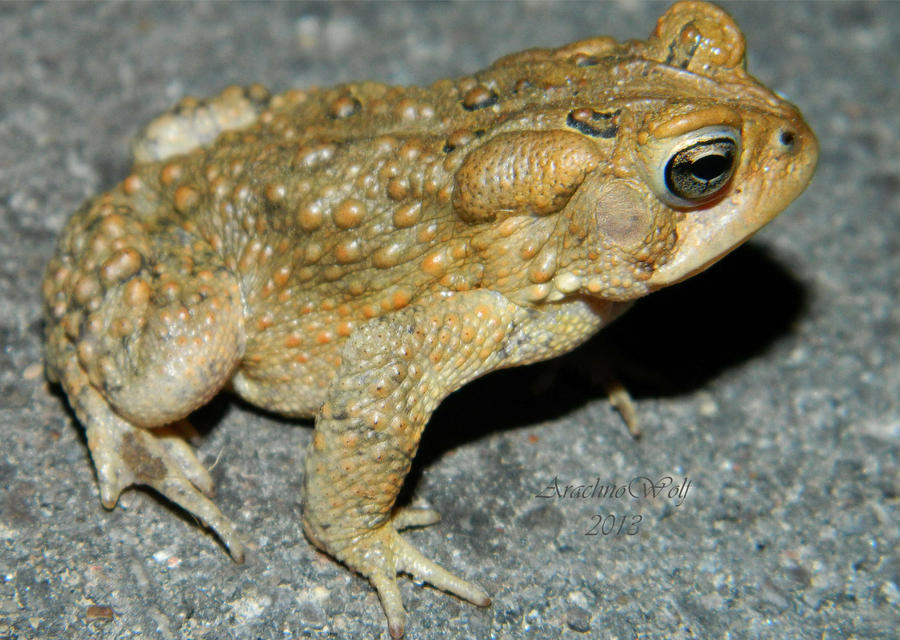 Toad Number Two by ArachnoWolf on DeviantArt