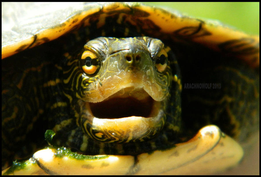 Turtle Goodbye The Turtle says, Farewell + Video by ArachnoWolf on DeviantArt