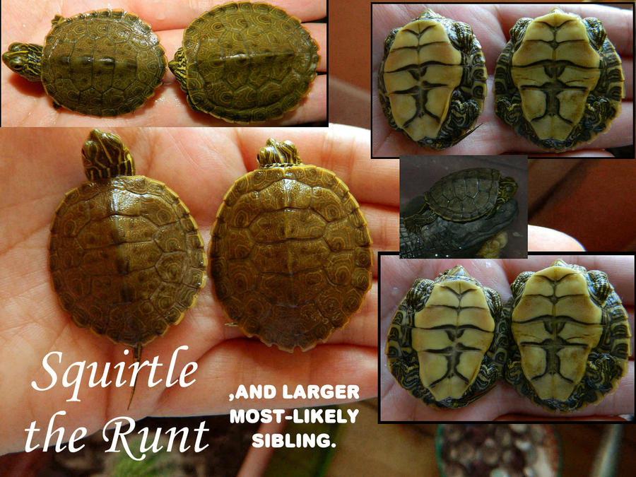Turtle Shell Comparison a shell comparison by ArachnoWolf on DeviantArt