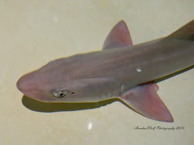 Smooth Dogfish Shark