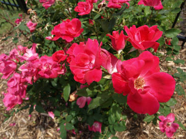 Knockout Roses