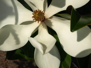 Perfect White Flower