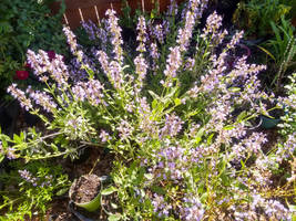 Sage Blooming in Northern California, Late April