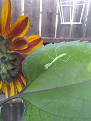 Preying Mantis on Back of Sunflower in Summer