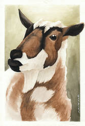 Goat Watercolour Painting