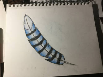 Bluejay feather