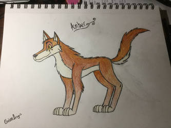 Amber the wolf