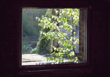 A tree at window