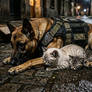 A Faithful Dutiful Brave K9