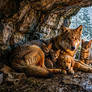 Wolf Cat Kitten Puppy Group One of 4