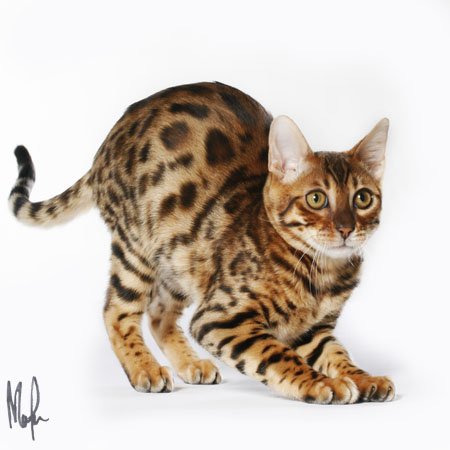 Hiro, bengal