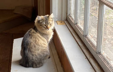 Tom the Cat of Canning Farm, Va.