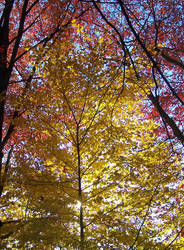 Red and Yellow Triangles