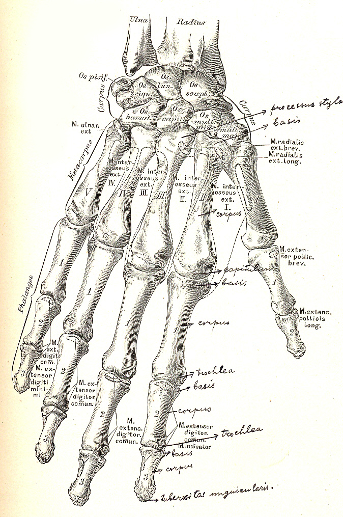 anatomy 6