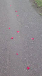 Scattered Rose