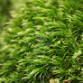 Moss