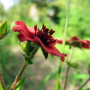 red flowers