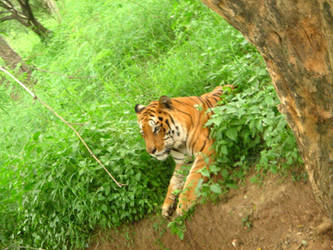 Shooting a tiger