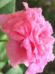 rosey rose