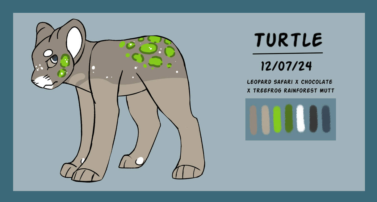 Turtle Reference by Sparkane-Arts on DeviantArt