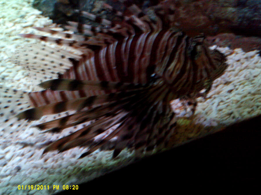 spikey fish by HowlingSoulWolf on DeviantArt