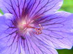 Purple Flower by Jammiejames2150