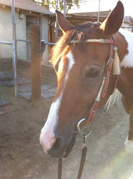 New Headstall