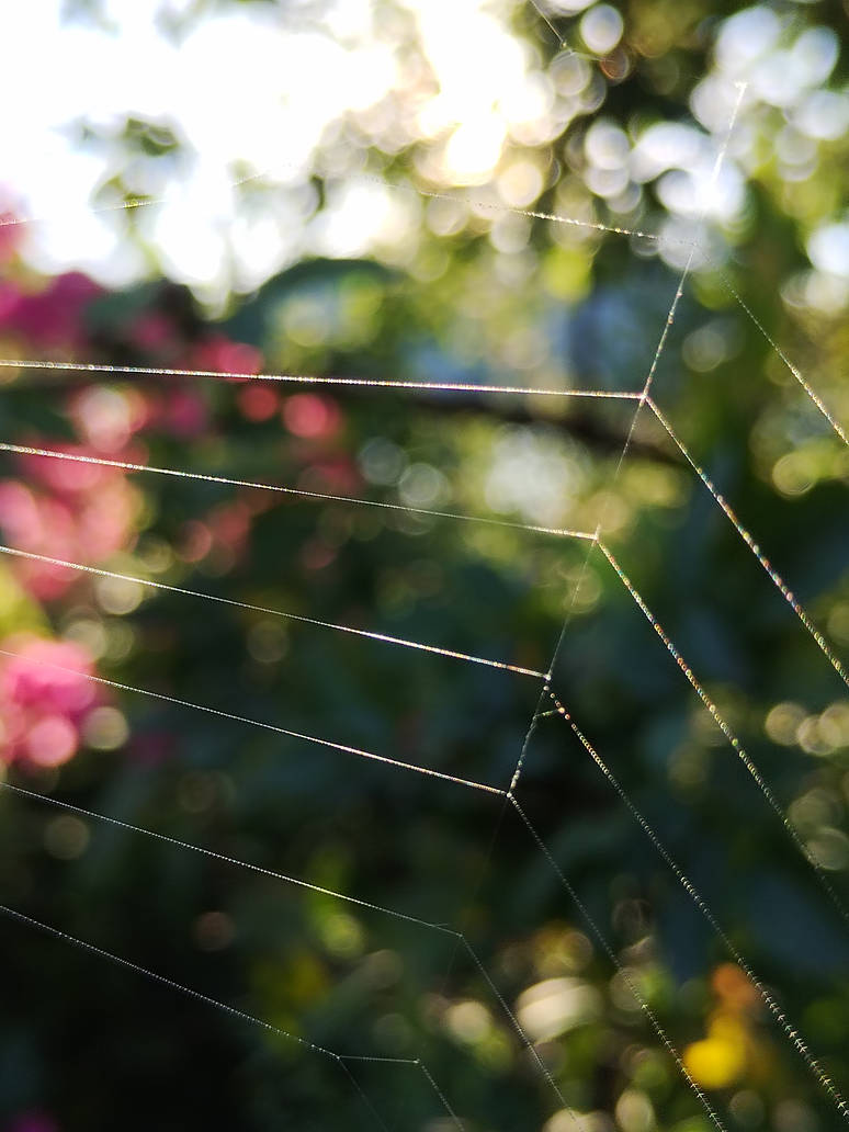 Spiderweb 5 by MariyaFotoCard on DeviantArt