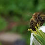 Bee 4