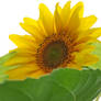Sunflower 3