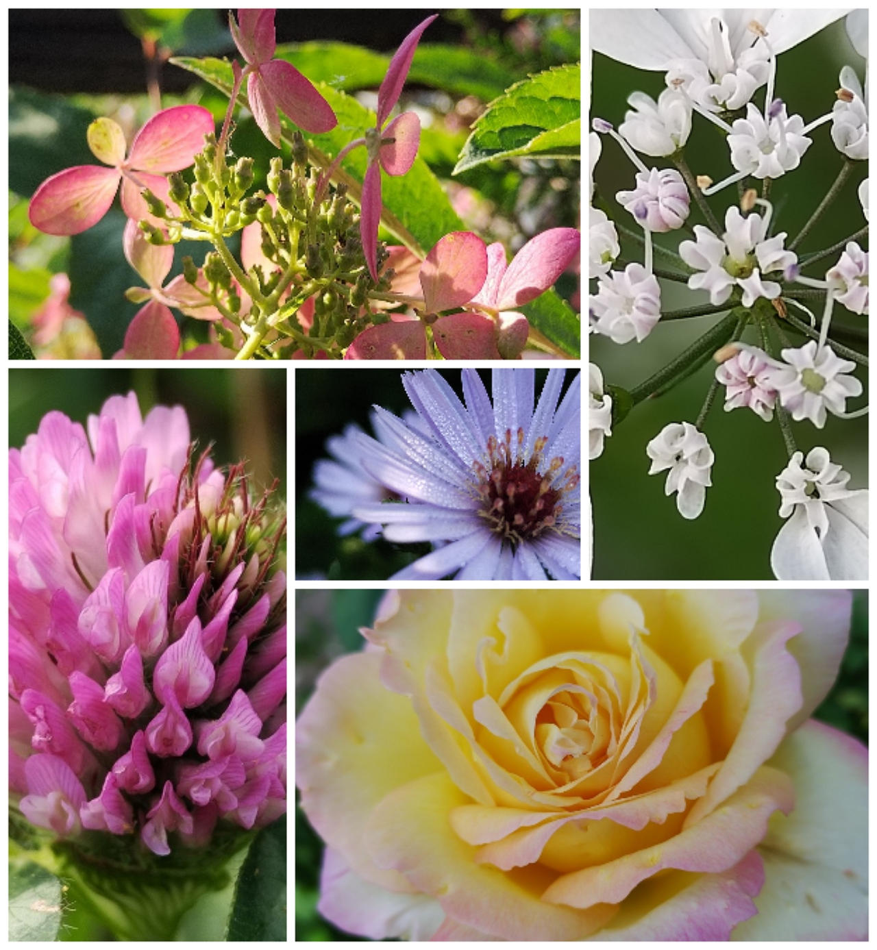 Collear Flower Image Flowers Collage by MariyaFotoCard on DeviantArt