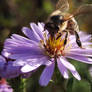 Bee with chrysanthemum flower