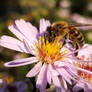 Bee with chrysanthemum flower 4