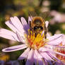Bee with chrysanthemum flower 5
