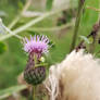 Cirsium