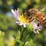 Bee close-up 2