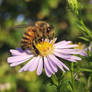 Bee close-up 3