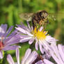 Bee close-up 18