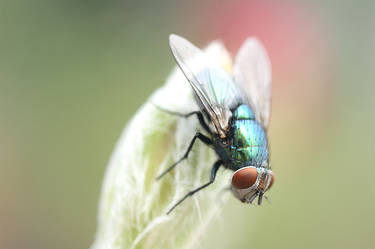 Green-bottle fly