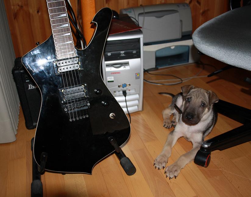 Guitar and the doggy