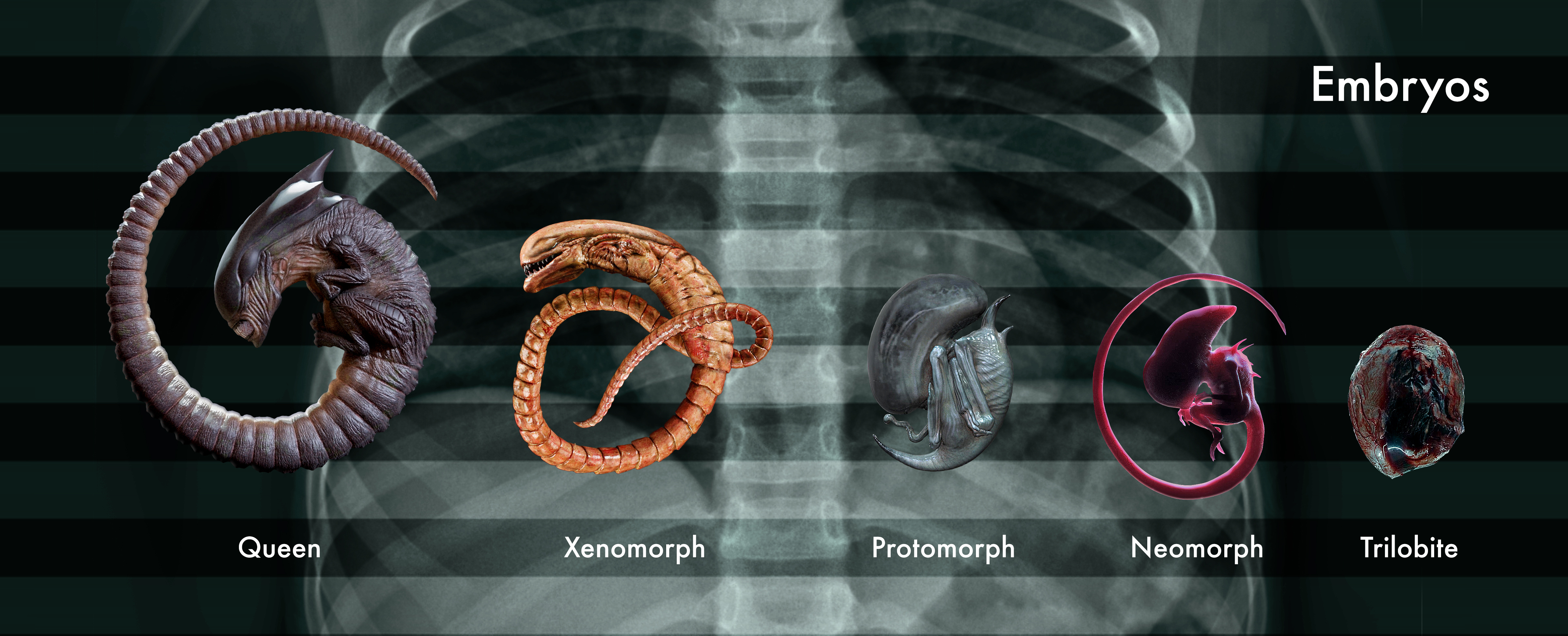 Xenomorph Embryo Size Chart EU by RisenFromTheRuins on DeviantArt
