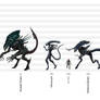 Xenomorph Size Chart by Risen-From-The-Ruins on DeviantArt